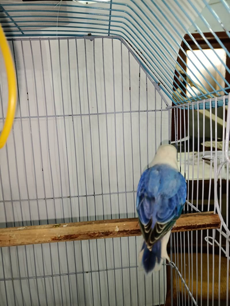 Violet blue opaline split Pale fellow male healthy and active all ok 3