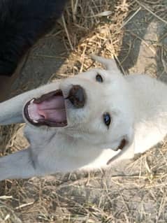 Labrador