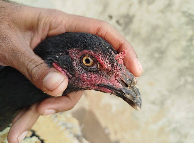 Thai Female Hen 0