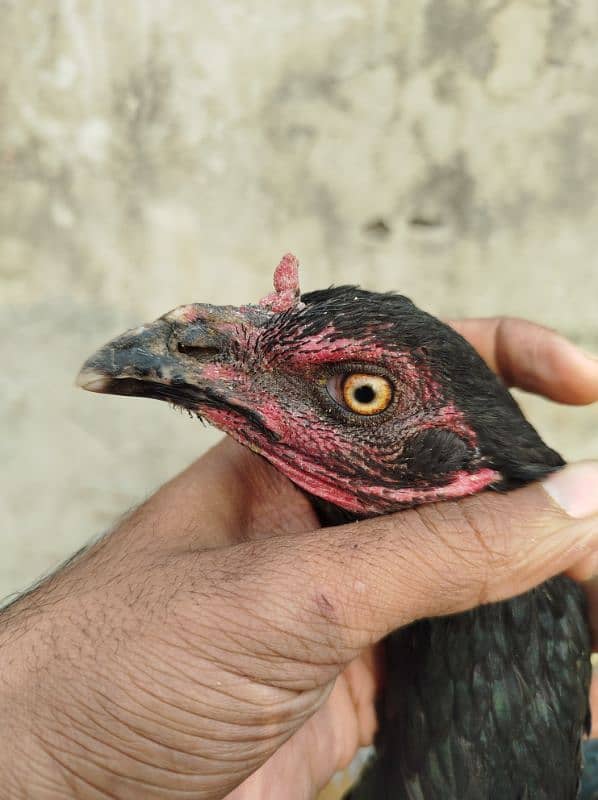 Thai Female Hen 1