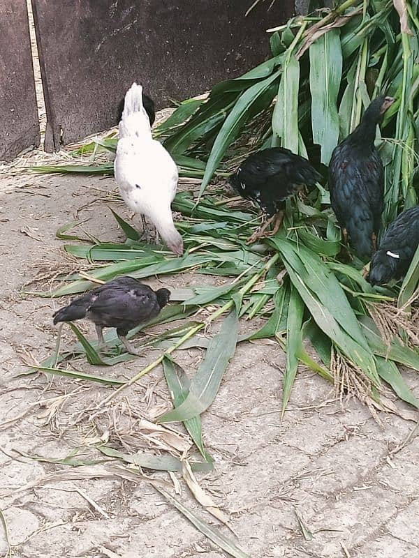 Aseel Madi&Male chicks Male or female 3