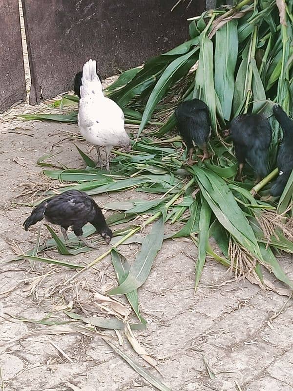 Aseel Madi&Male chicks Male or female 6