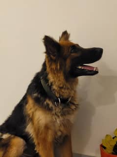 Female German Shepherd GSD 1 year 8 months long coat