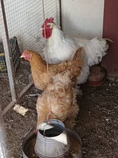 golden buff 2 females and white buff male for sale