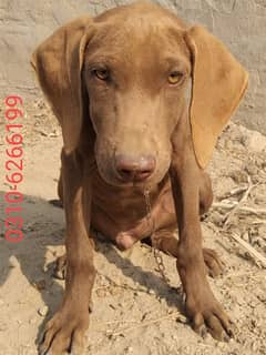 English Pointer pair Dogs for sale|male,Female|