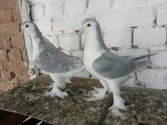 Lahori Sherazi Kabootar Fancy Pigeon Pair