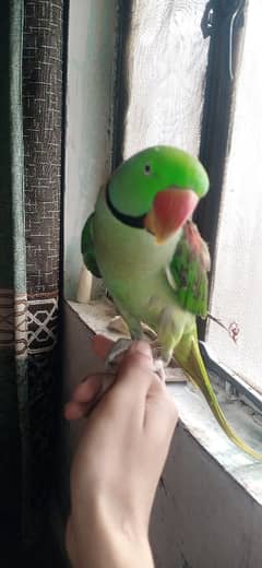 Hand Tamed Raw Parrot 03236669737