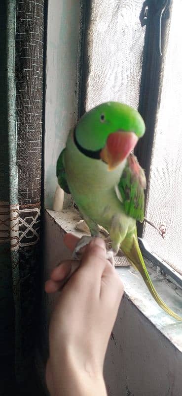 Hand Tamed Raw Parrot 03236669737 0