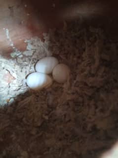 Albino black eye breeder pair egg ke sath for sale