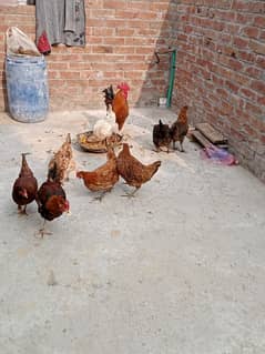 Golden,misri,dasi,egg laying hens for sale.