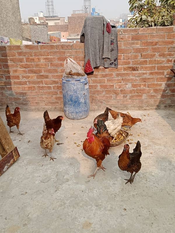 Golden,misri,dasi,egg laying hens for sale. 1