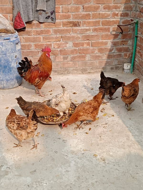 Golden,misri,dasi,egg laying hens for sale. 2