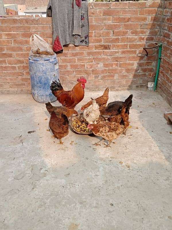 Golden,misri,dasi,egg laying hens for sale. 3