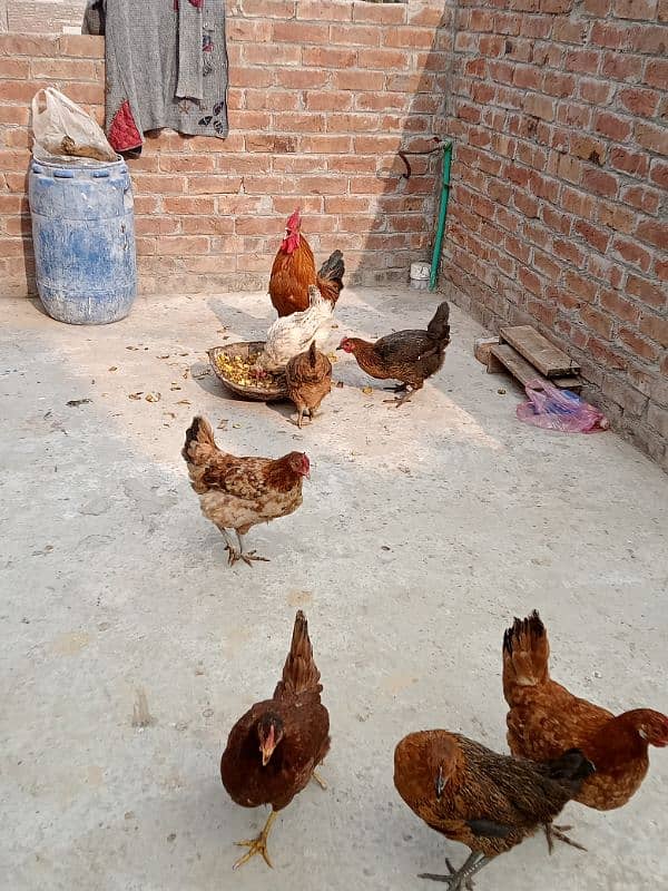 Golden,misri,dasi,egg laying hens for sale. 4