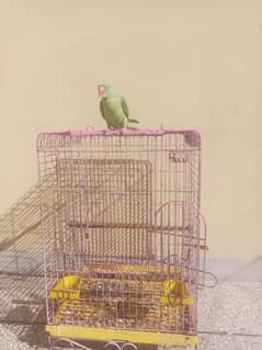 Raw parrot with cage