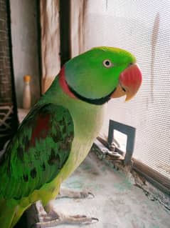 Kashmiri Raw parrot for sale 03236669737