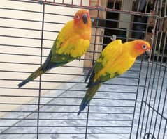 Sun Conure Red factor Breeder Pair