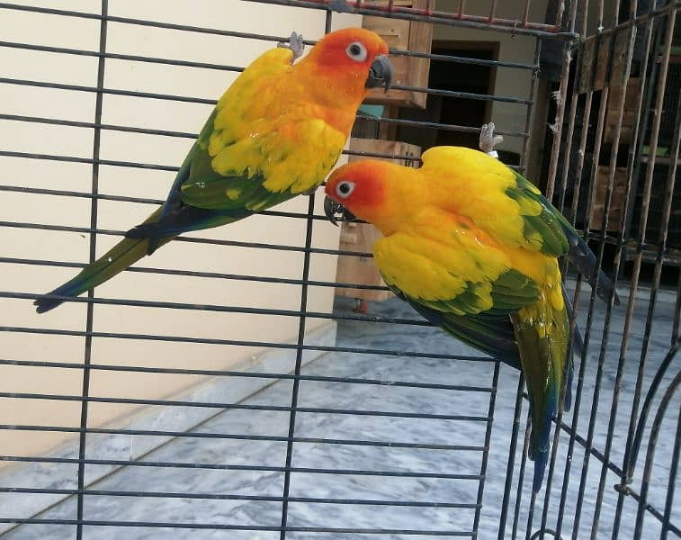 Sun Conure Red factor Breeder Pair 1