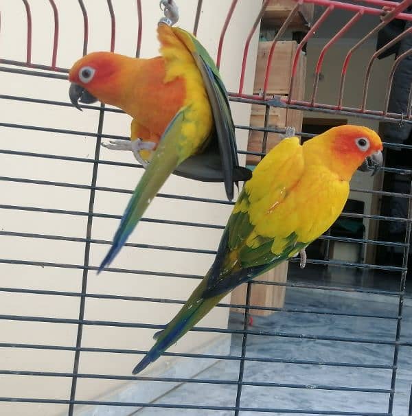 Sun Conure Red factor Breeder Pair 2