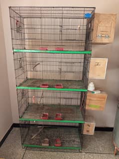 Parrot cocktail lovebird babies and pigeon. Cage for sale