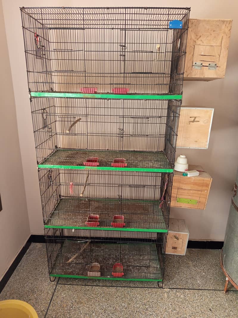 Parrot cocktail lovebird babies and pigeon. Cage for sale 1