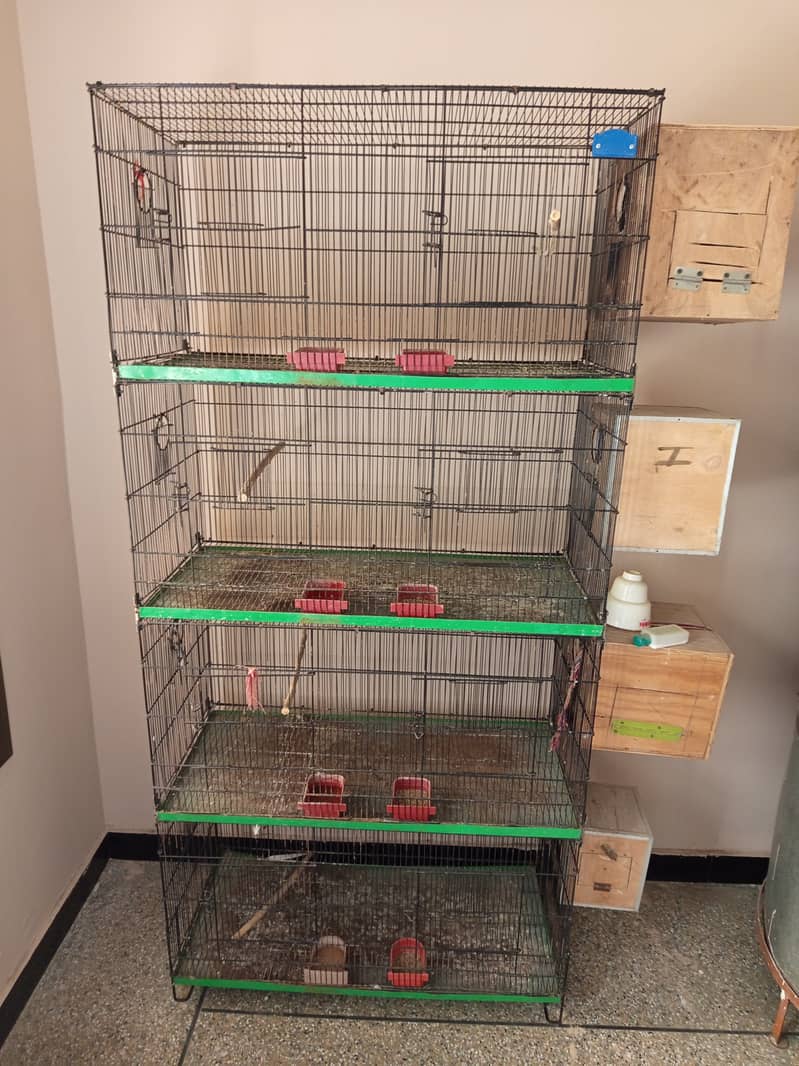 Parrot cocktail lovebird babies and pigeon. Cage for sale 2