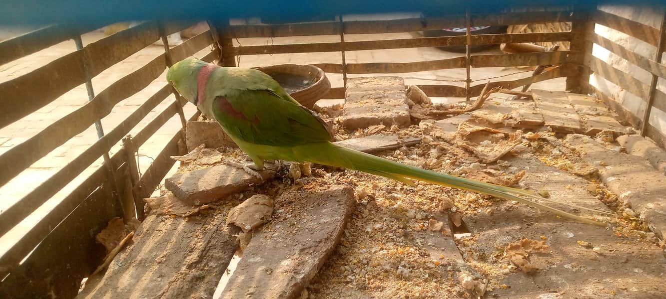 Parrots for sale please contact Whatsapp 03268783105 2