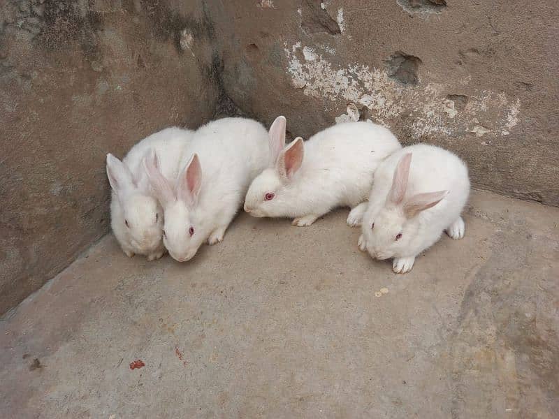 Rabbits | Bunnies | New Zealand white bunnies for sale 0