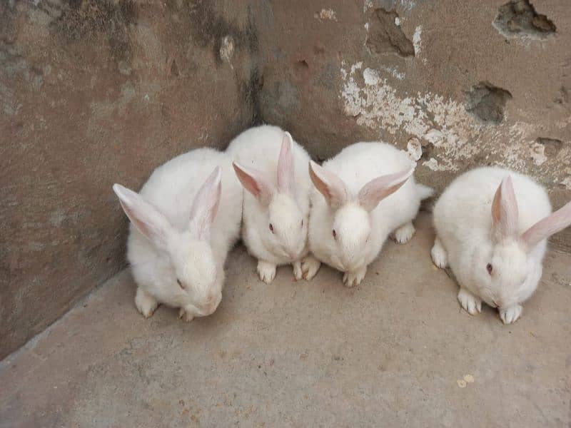 Rabbits | Bunnies | New Zealand white bunnies for sale 1