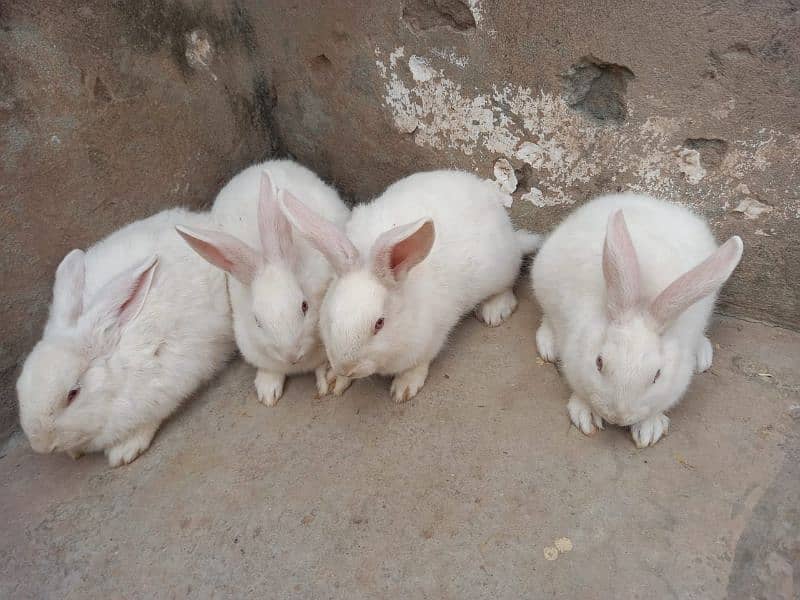 Rabbits | Bunnies | New Zealand white bunnies for sale 2