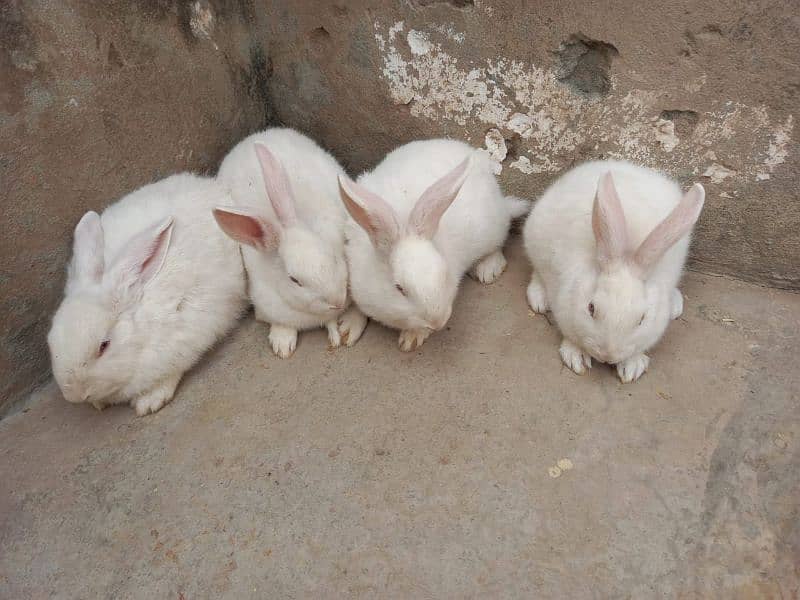 Rabbits | Bunnies | New Zealand white bunnies for sale 3