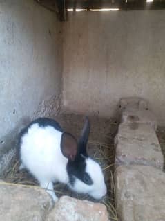 male rabbit