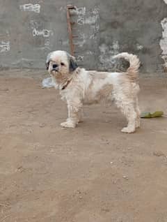 pedigree shihtzu female available for farm house's