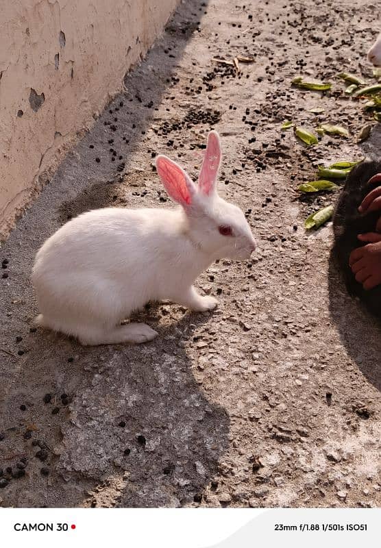 Rabbit for sale 0