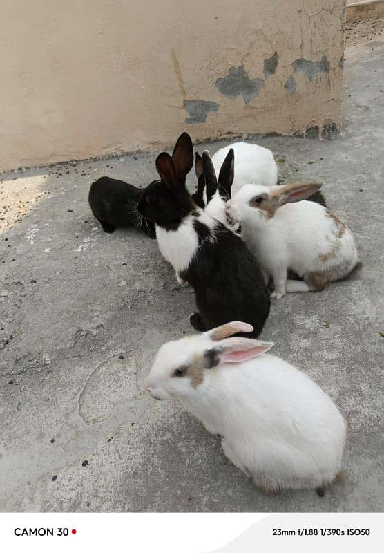 Rabbit for sale 5