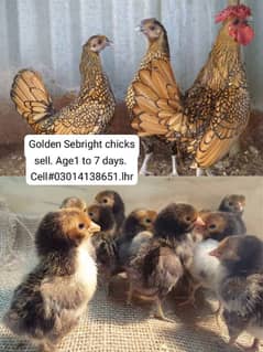 Golden Sebright Chicks Sell.