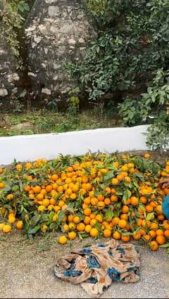 Khanpur Malta Oranges