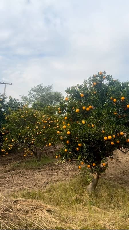 Khanpur Malta Oranges 1