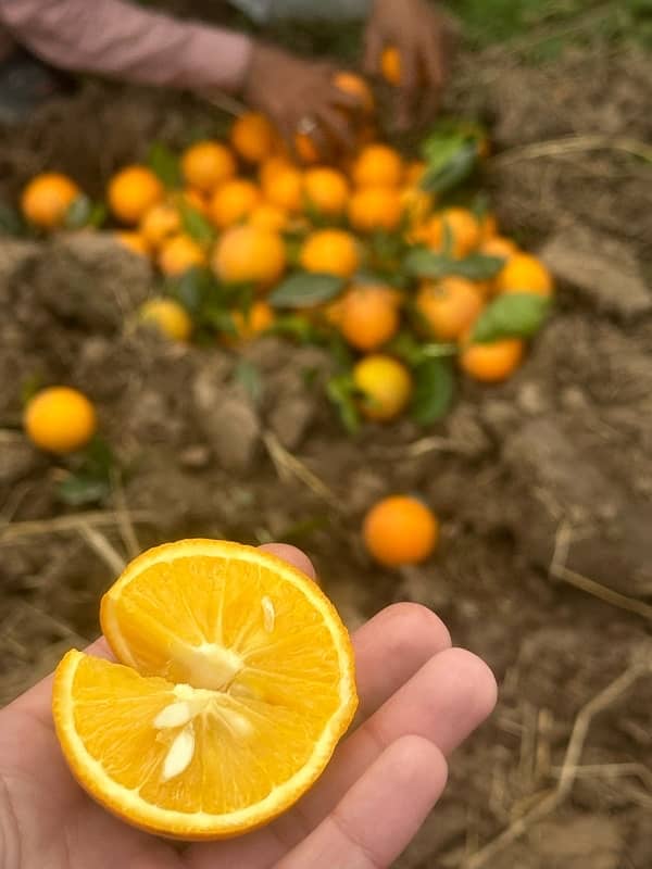 Khanpur Malta Oranges 2