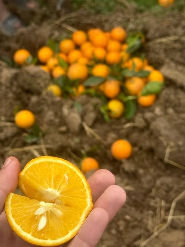 Khanpur Malta Oranges 3