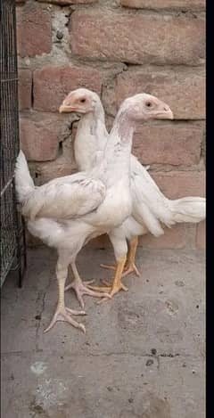 White king oh shamo 2 pairs available for sale 03096360200