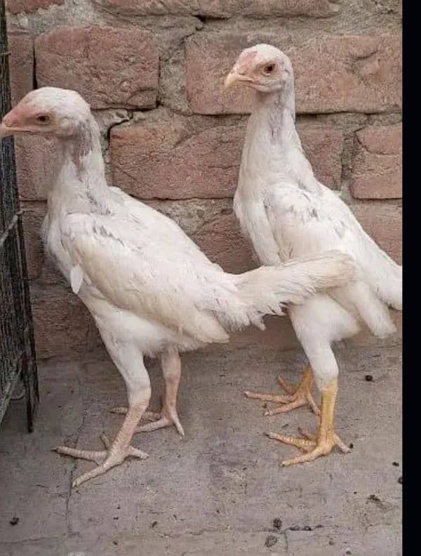 White king oh shamo 2 pairs available for sale 03096360200 1