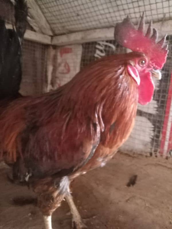 Golden,misri,dasi,egg laying hens for sale. 5