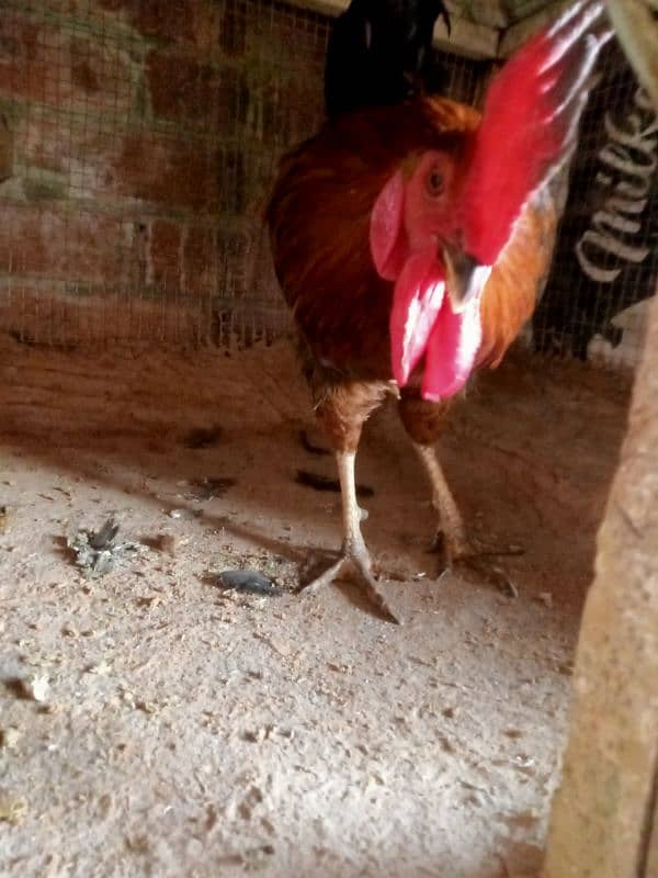 Golden,misri,dasi,egg laying hens for sale. 6