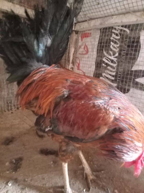 Golden,misri,dasi,egg laying hens for sale. 7