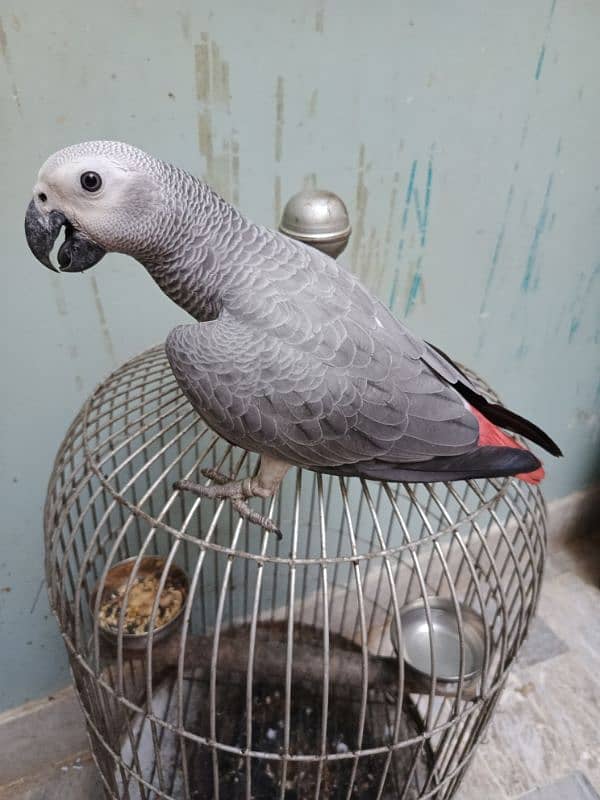 african grey parrot age 1 year 0