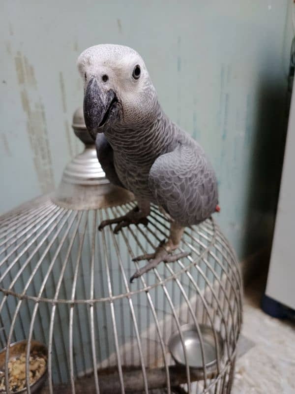 african grey parrot age 1 year 1