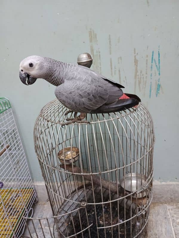 african grey parrot age 1 year 2