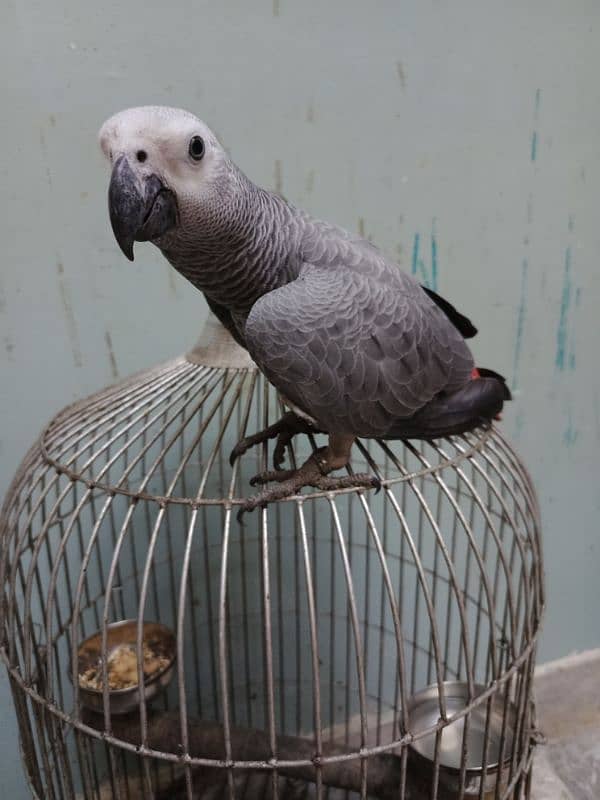 african grey parrot age 1 year 3