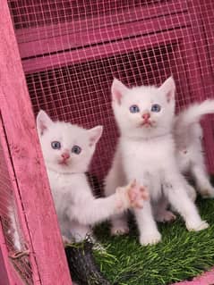 Persian/blue eyes / triple coated/male / female kittens for sale